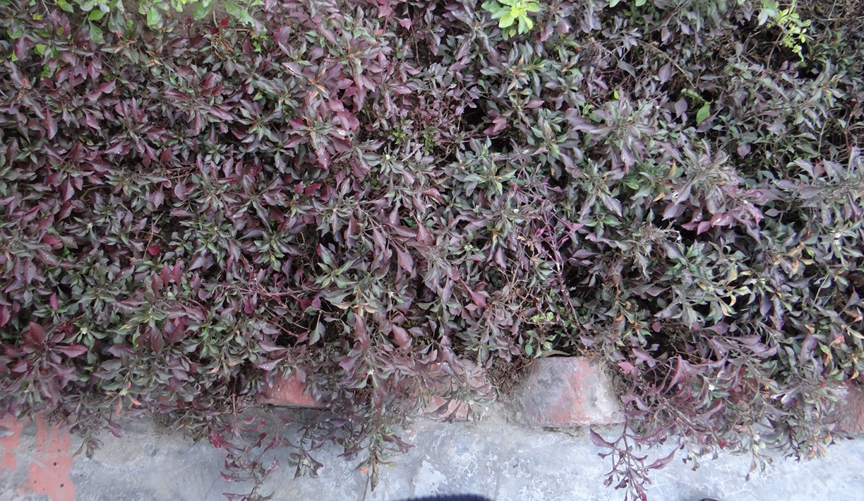 Alternanthera bettzikiana